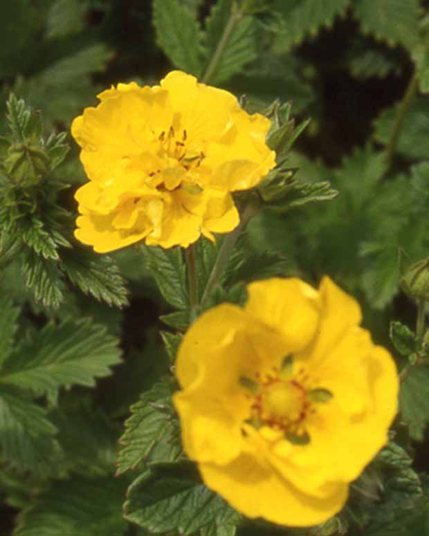 Potentille Yellow Queen - Potentilla yellow queen - Plantes