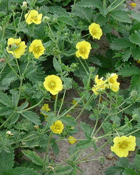 Potentille Yellow Queen - Potentilla yellow queen - Plantes vivaces