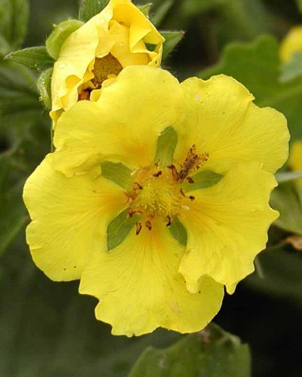 Potentille Yellow Queen - Potentilla yellow queen - Fleurs vivaces