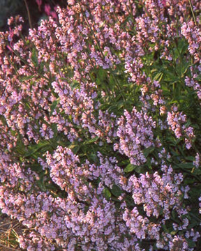 Sauge officinale Aubigné sur Layon - Salvia officinalis aubigné sur layon - Plantes