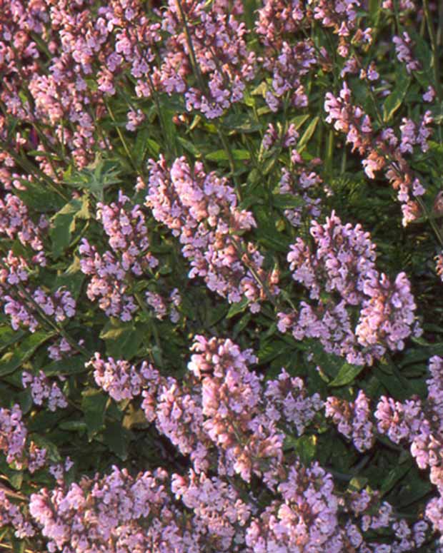 Sauge officinale Aubigné sur Layon - Salvia officinalis aubigné sur layon - Plantes vivaces