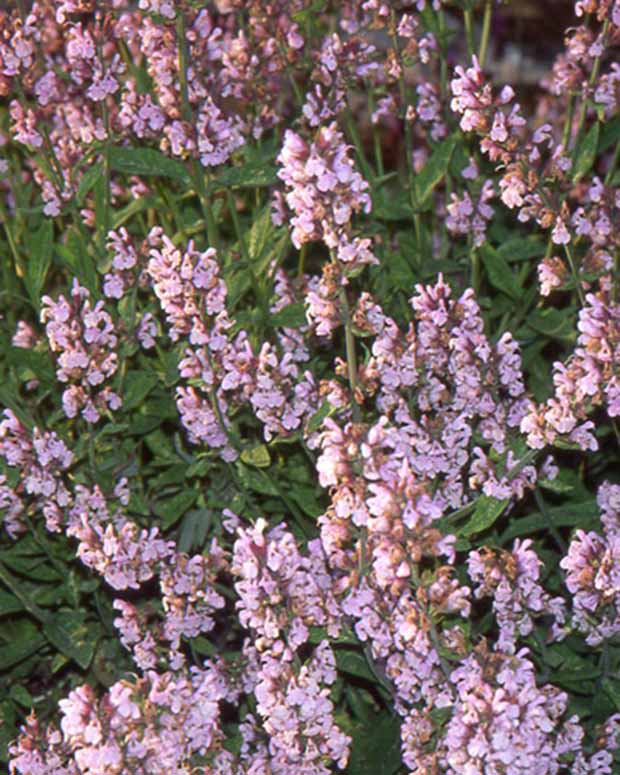 Sauge officinale Aubigné sur Layon - Salvia officinalis aubigné sur layon - Sauges