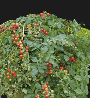 Tomate-cerise Micro Cherry - Lycopersicon lycopersicum micro cherry - Potager