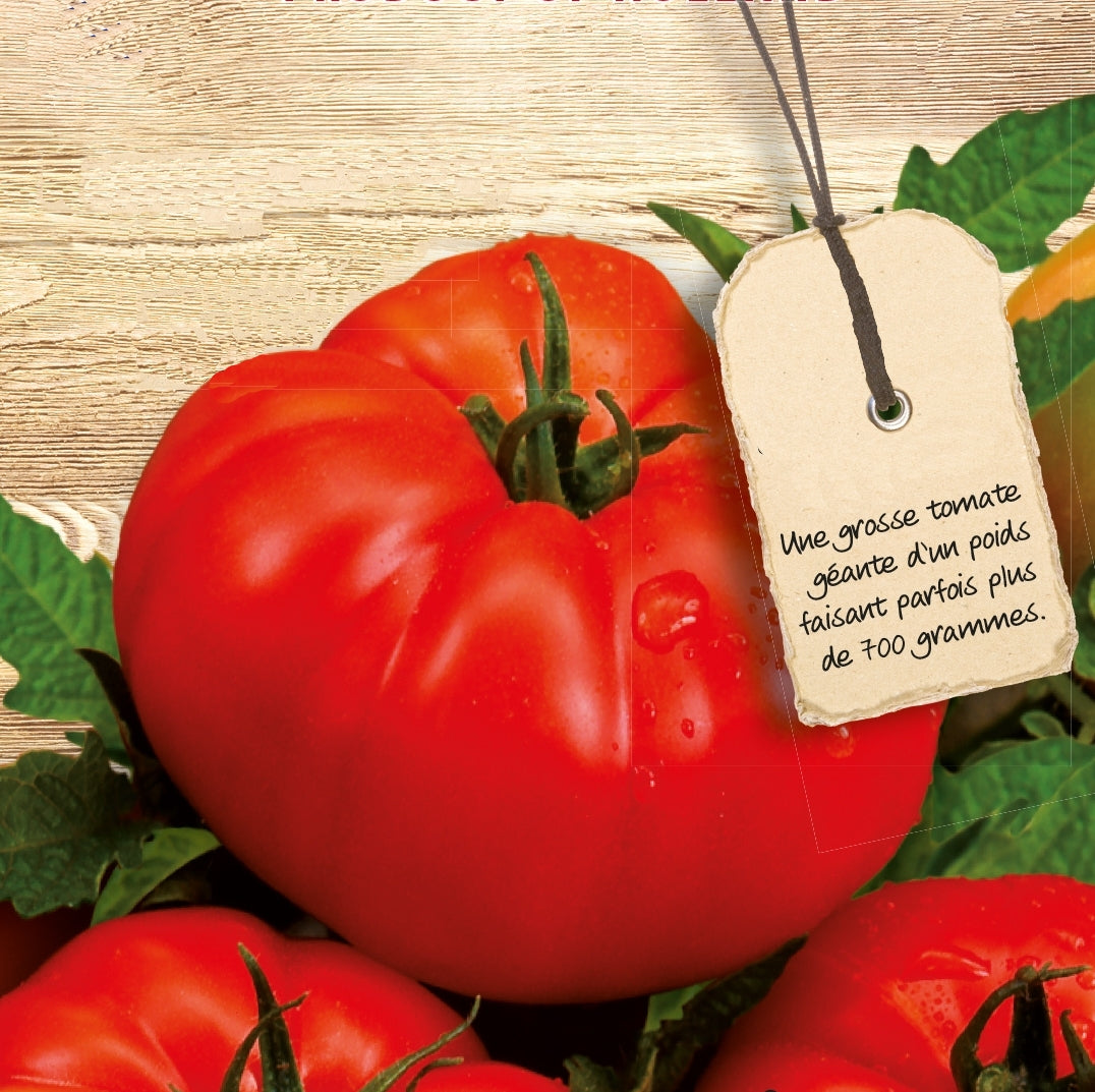 Tomate Supersteak F1 - Lycopersicon lycopersicum - Potager