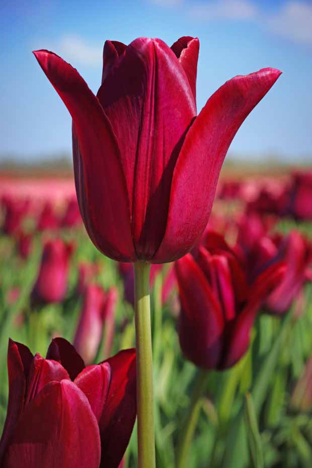 Tulipe Merlot - Tulipa merlot - Bulbes à fleurs