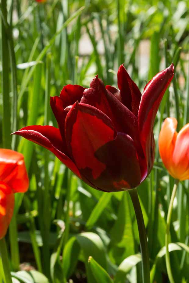 Tulipe Merlot - Tulipa merlot - Plantes