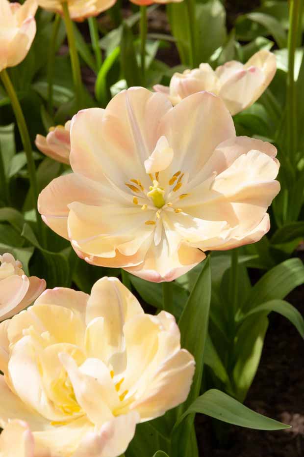 Tulipe Crème Upstar - Tulipa crème upstar - Plantes