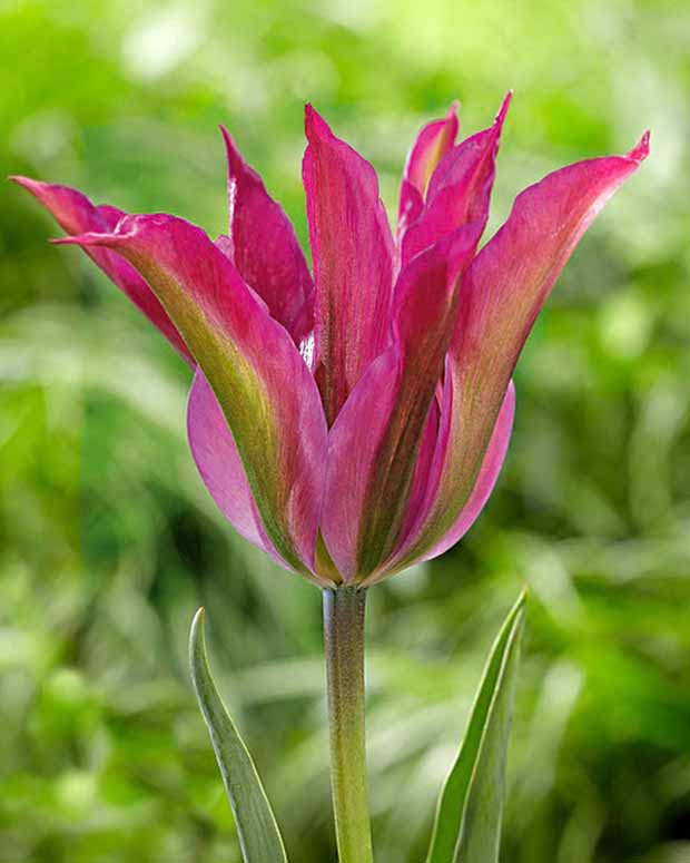 Tulipe Purple Dance - Tulipa purple dance - Plantes