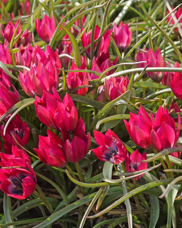 Tulipe Little Beauty - Tulipa little beauty - Plantes