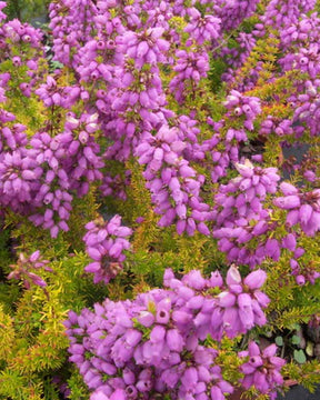 Bruyère cendrée Golden Sport - Erica cinerea golden sport - Plantes