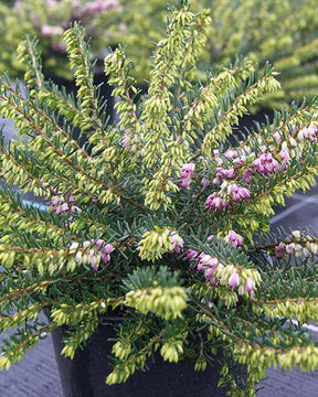 Bruyère d'hiver Aurélie Bregeon - Erica darleyensis aurelie bregeon - Plantes