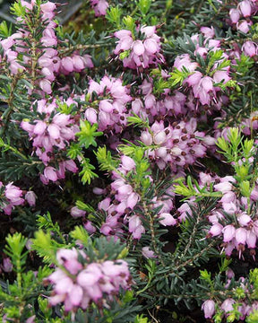 Bruyère d'hiver Aurélie Bregeon - Erica darleyensis aurelie bregeon - Plantes vivaces