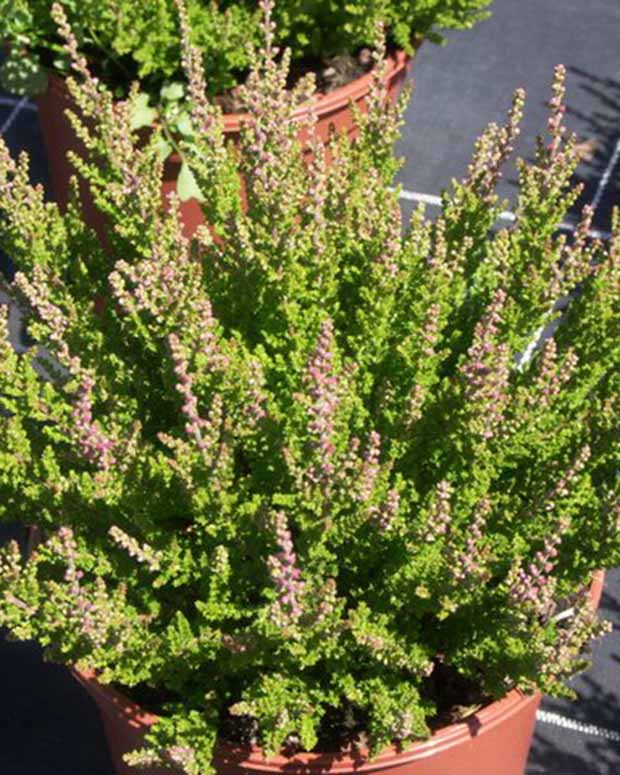 Bruyère d'été Dark Star Callune Dark Star - Calluna vulgaris dark star - Plantes