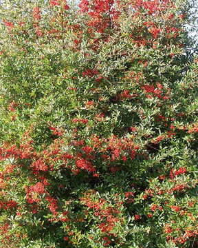 Pyracantha Dart's Red® Interrada Buisson ardent Dart's Red® Interrada - Pyracantha coccinea  dart's red ® 'interrada' - Plantes