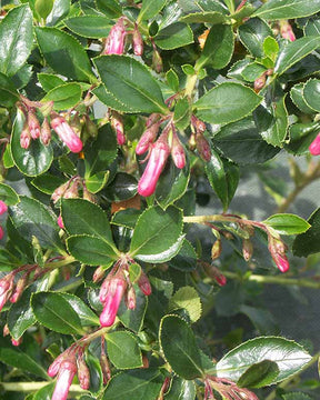 Escallonia Donard Radiance - Escallonia  donard radiance - Plantes