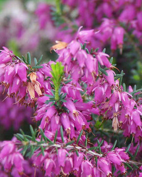 Bruyère des neiges Rosalie - Erica carnea rosalie - Plantes