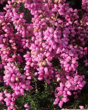 Bruyère cendrée Rosita - Erica cinerea rosita - Plantes