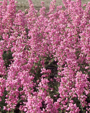 Bruyère cendrée Rosita - Erica cinerea rosita - Plantes vivaces