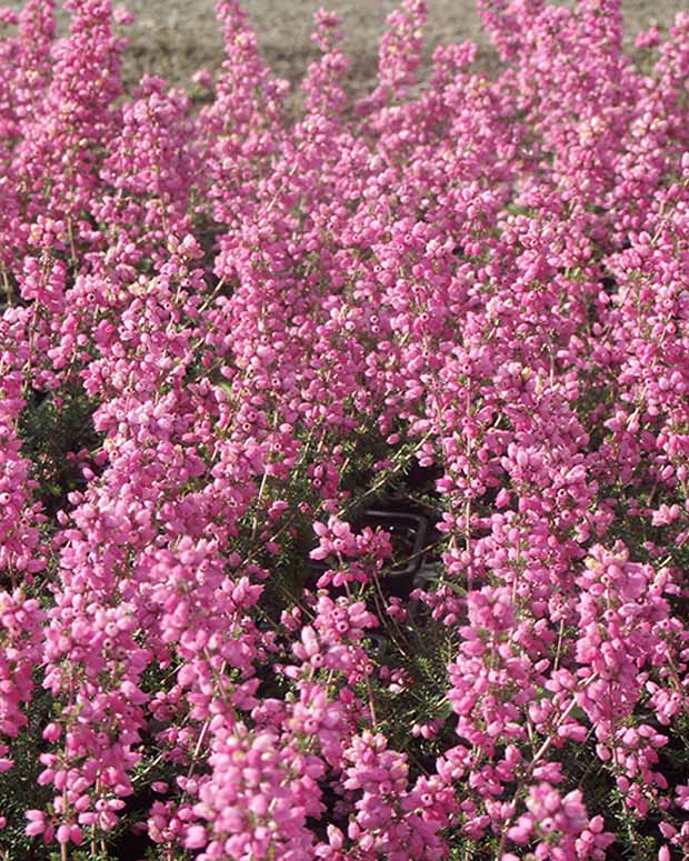 Bruyère cendrée Rosita - Erica cinerea rosita - Plantes vivaces