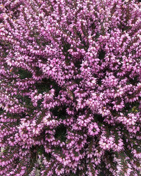 Bruyère des neiges Ruby Glow - Erica carnea ruby glow - Plantes