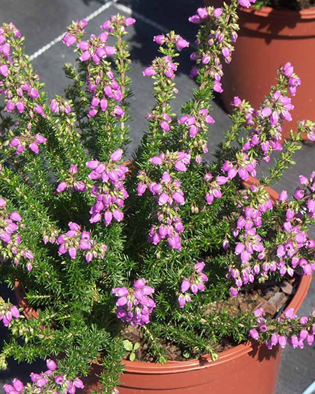 Bruyère cendrée Cévennes - Erica cinerea cevennes - Plantes