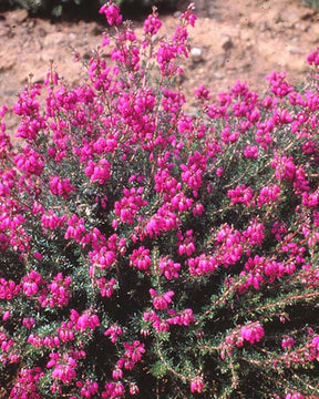 Bruyère cendrée Pallas - Erica cinerea pallas - Plantes