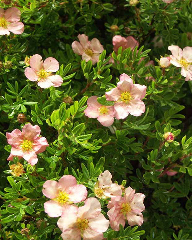 Potentille arbustive Lovely Pink® Pink Beauty - Potentilla fruticosa lovely pink ® pink beauty - Plantes