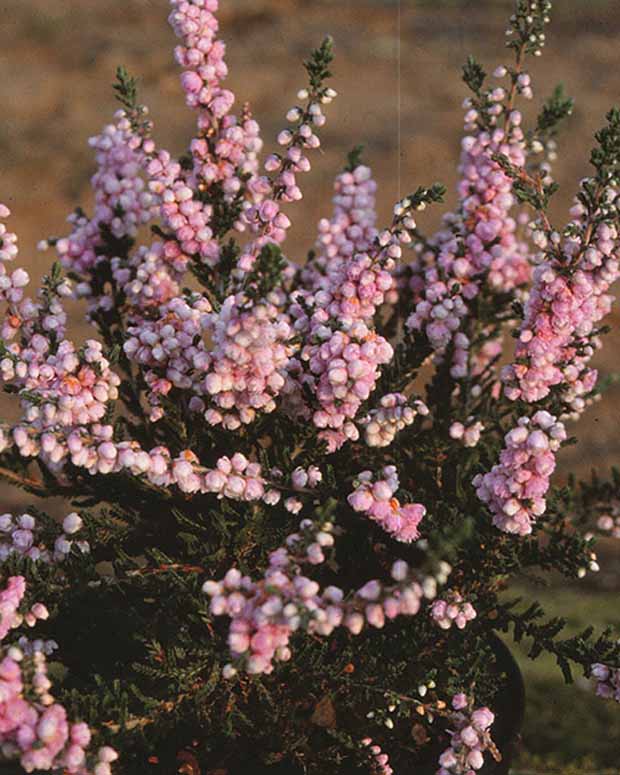 Bruyère d'été Elsie Purnell - Calluna vulgaris elsie purnell - Plantes