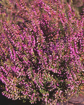 Bruyère Battle of Arnhem Callune Batthle of Arnhem - Calluna vulgaris battle of arnhem - Plantes