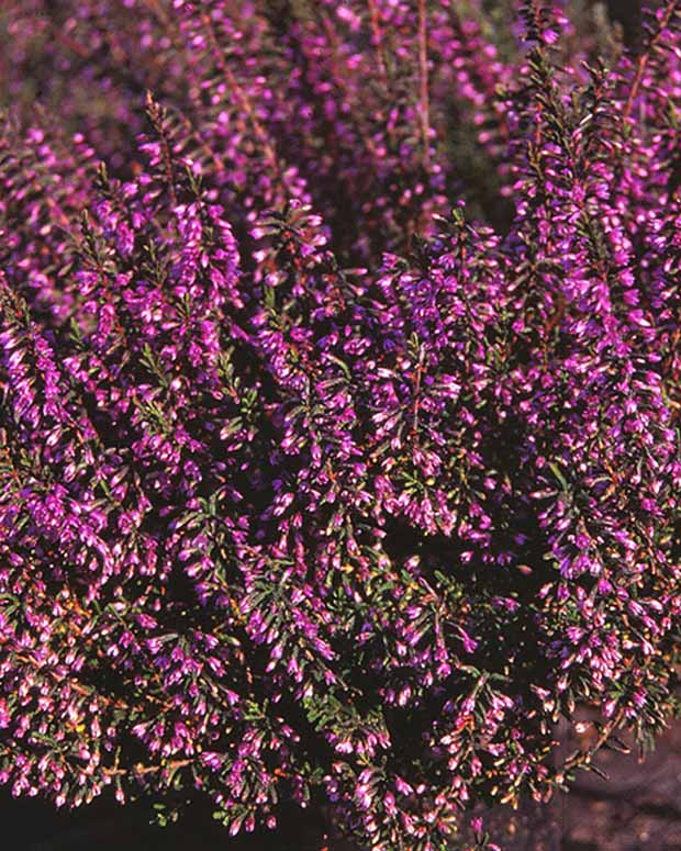 Bruyère Battle of Arnhem Callune Batthle of Arnhem - Calluna vulgaris battle of arnhem - Plantes vivaces