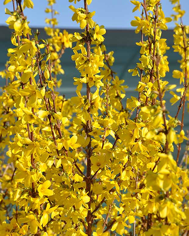 Forsythia Week End® Courtalyn - Forsythia intermedia week end ® courtalyn - Plantes