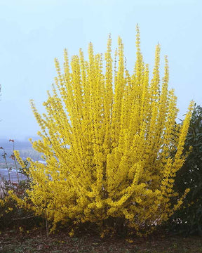 Forsythia Week End® Courtalyn - Forsythia intermedia week end ® courtalyn - Arbustes