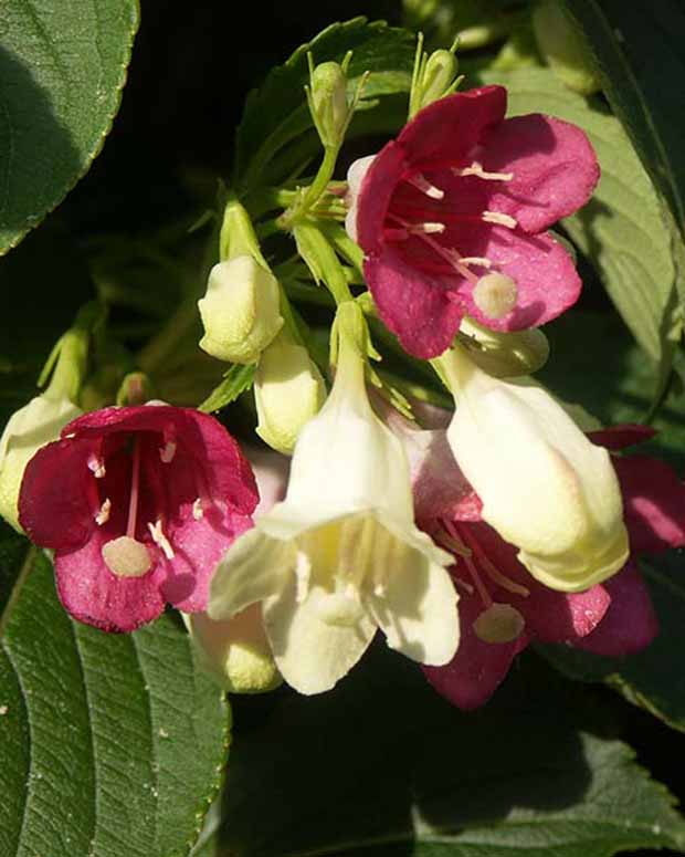 Weigélia Marjorie - Weigela majorie - Plantes