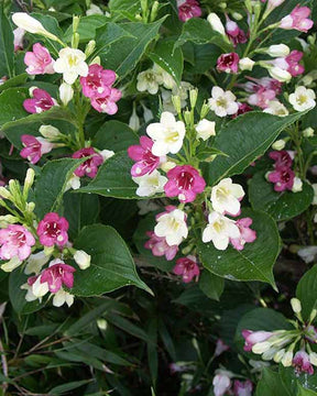 Weigélia Marjorie - Weigela majorie - Arbustes