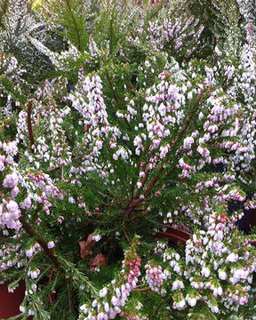 Bruyère arborescente Great Star® Le Vasterival - Erica arborea great star® 'le vasterival' - Plantes