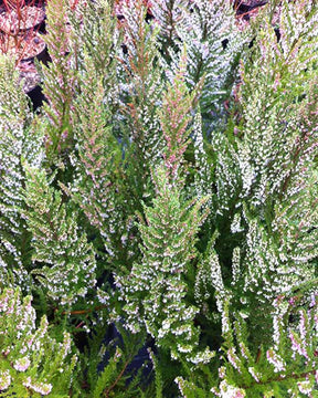 Bruyère arborescente Great Star® Le Vasterival - Erica arborea great star® 'le vasterival' - Plantes vivaces