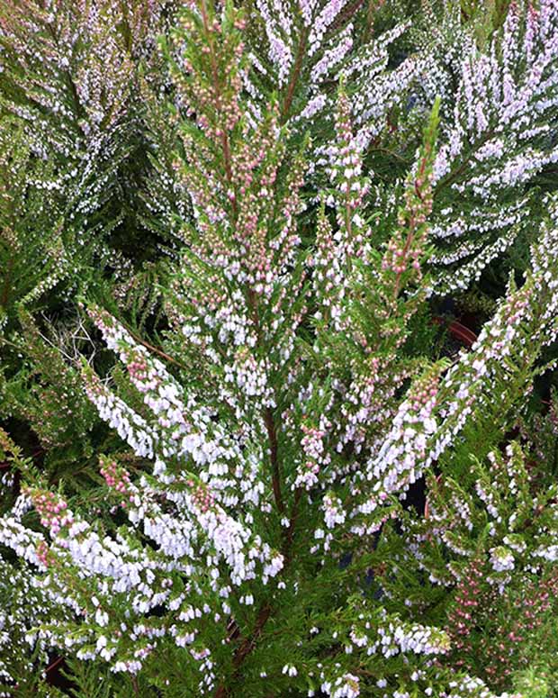 Bruyère arborescente Great Star® Le Vasterival - Erica arborea great star® 'le vasterival' - Bruyères