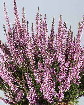 Bruyère d'été Hilda - Calluna vulgaris hilda - Plantes