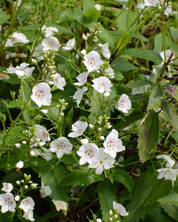 Parahébé Avalanche - Parahebe x avalanche - Plantes