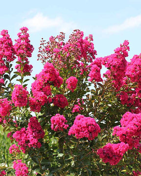 Lilas des Indes Lilas d'été Fuchsia® Indyfus - Lagerstroemia indica fuchsia d'été ® indyfus - Plantes