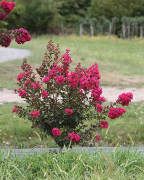 Lilas des Indes Lilas d'été Fuchsia® Indyfus - Lagerstroemia indica fuchsia d'été ® indyfus - Arbustes