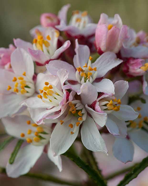 Oranger du Mexique Apple Blossom - Choisya ternata  apple blossom - Plantes