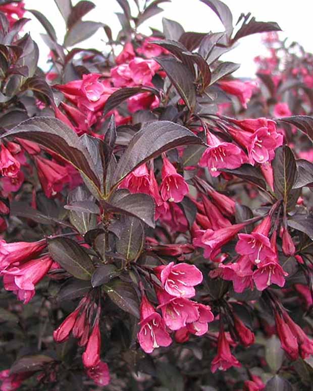 Weigélia Alexandra - Weigela florida alexandra - Plantes