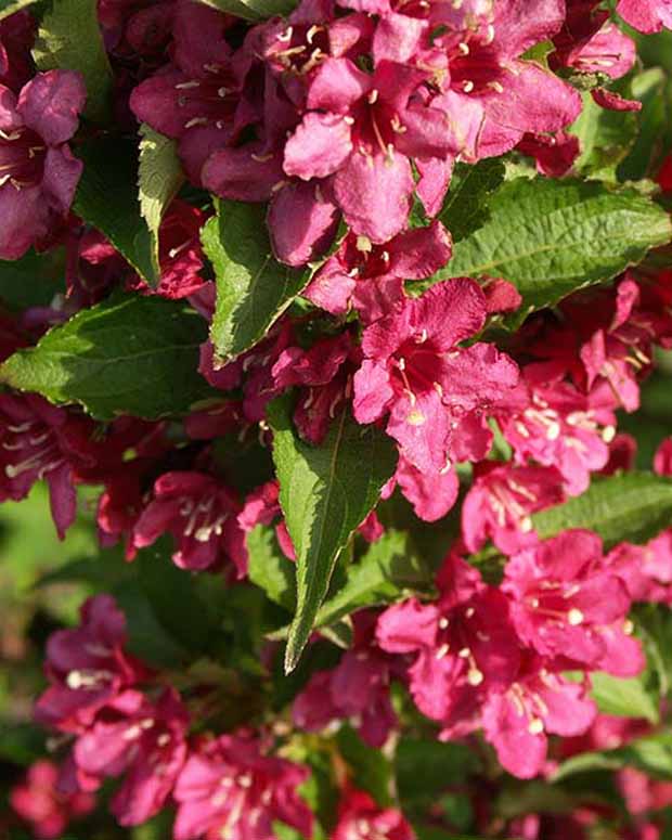 Weigélia Nain Rouge® Courtanin - Weigela  nain rouge ® courtanin - Plantes