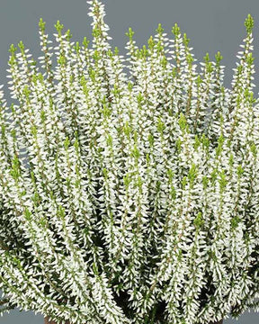 Bruyère d'été Elisa - Calluna vulgaris elisa - Plantes