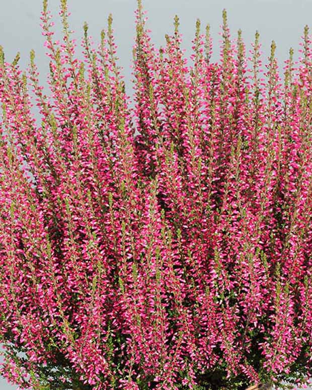 Bruyère d'été Selma - Calluna vulgaris selma - Plantes