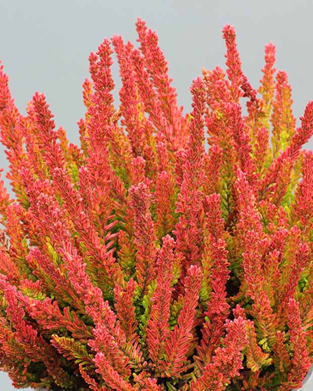 Bruyère d'été Zoé - Calluna vulgaris zoe - Plantes