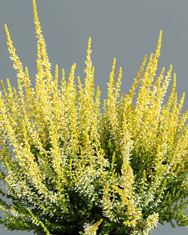 Bruyère d'été Aurelia Callune Aurelia - Calluna vulgaris  aurelia - Plantes