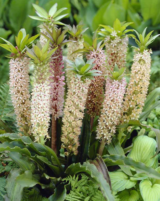 Fleur ananas - Eucomis comosa - Plantes