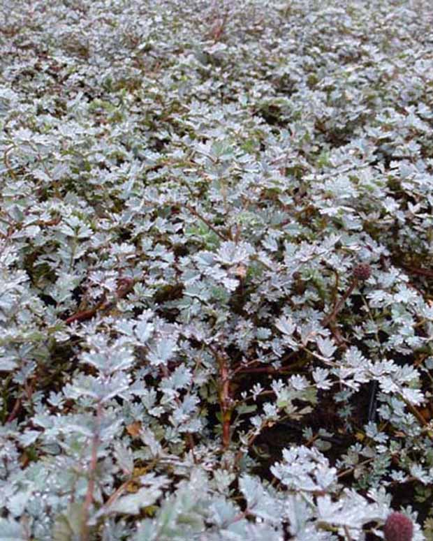 Lampourde Blue Haze - Acaena hybride blue haze - Plantes